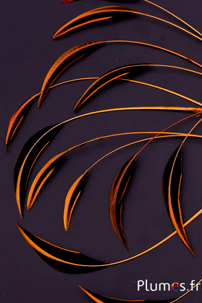 Canard Mandarin strippé - 15-20 cm - or aztèque